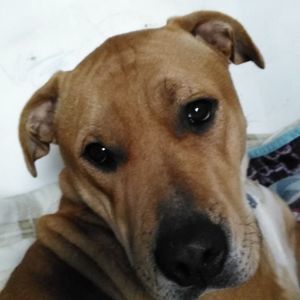 Meet your Posher, Dusti